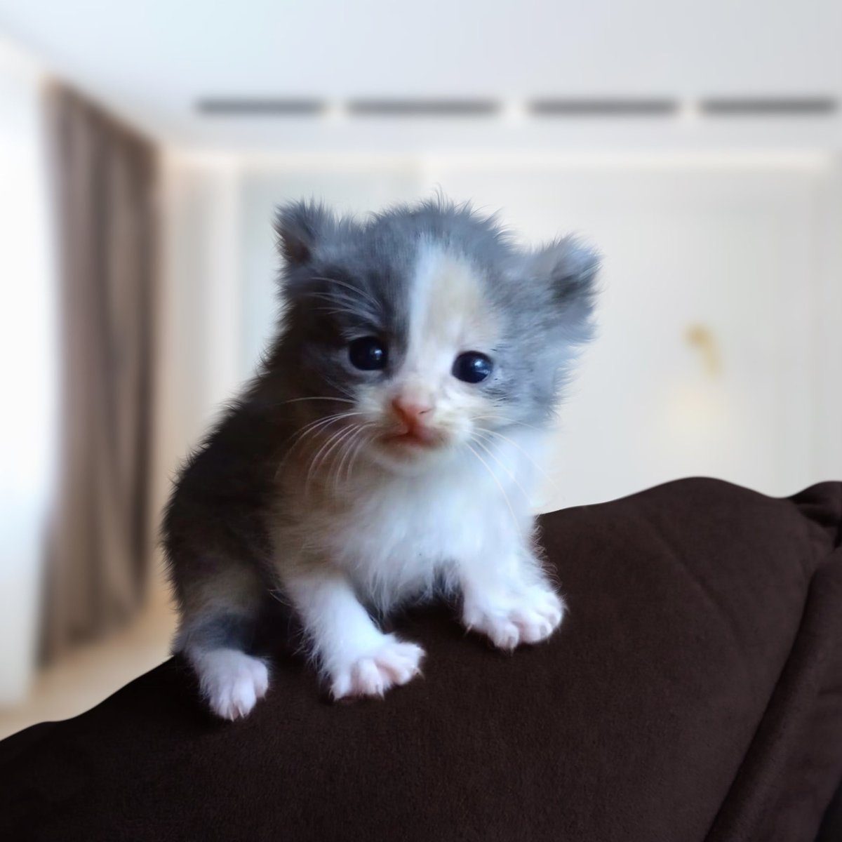 RhandaRoach's tweet photo. Guess what?! It's National Cat Lover Month!!  😻😻 So in honor of that were giving you all 40% Off of our feline products!!
.
.
.
.
#catlover #nationalcatlovermonth #cutecats #welovecats #welovecatsandkittens #catpicture #treatibles #kittengram #catmoms https://t.co/jxQlrWzwGc