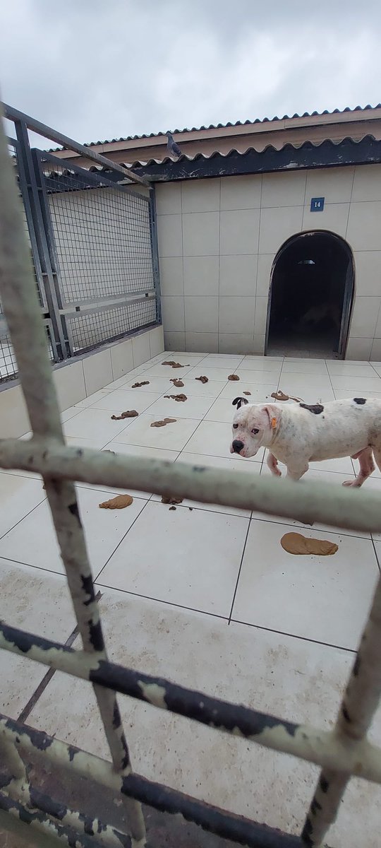 ProjectPetgang's tweet photo. !!!ÖNEMLİ!!!
Dün İstanbul ÜMRANİYE barınağındaydık.
Bir yanda dışkılarının içinde uyuyan bir köpek
Diğer yanda kavga
Başka bir yanda, hangi sebepten bilinmez ÖLMÜŞ bir "Yasaklı Irk",
Yerlerde belli ki sürüklenmiş bir köpeğin kanının izleri...
Ve bu hiç kimsenin umurunda değil! + https://t.co/rwUdzEMt6u
