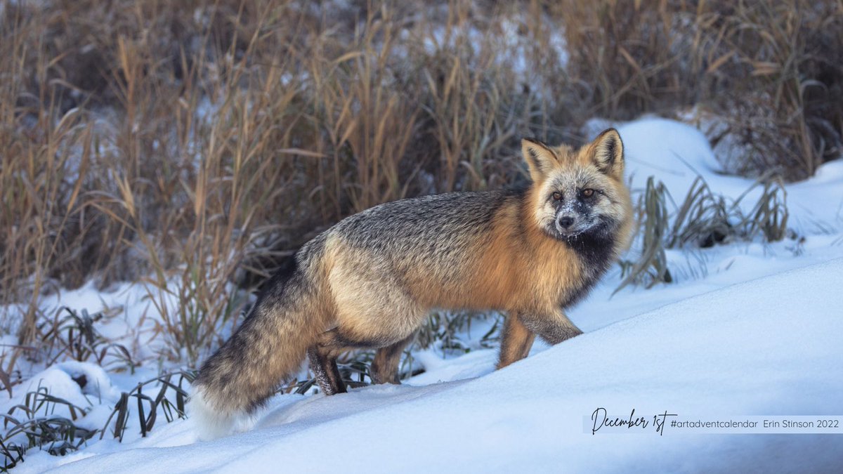 Joining in on the #ArtAdventCalendar fun this year! 

For December 1st a digital photograph of a gorgeous Red Fox seen hunting last month here in #Nistawâyâw 

#ymm #rmwb #albertawildlife #naturephotography