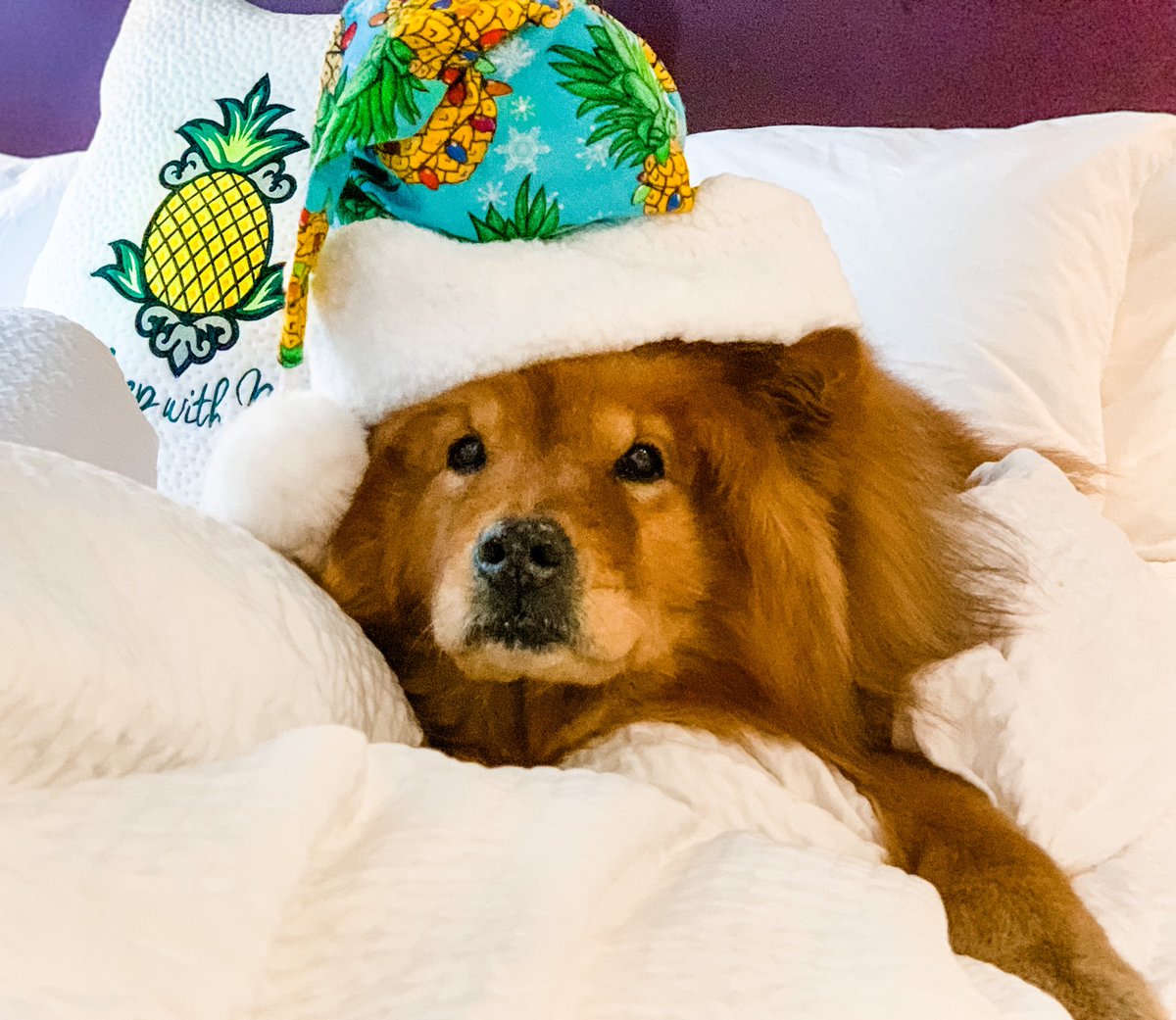 Staypineapple's tweet image. Waking up this morning like:

#Staypineapple #dogfriendlyhote #HelloDecember #holidaytravel #dogsoftwitter
