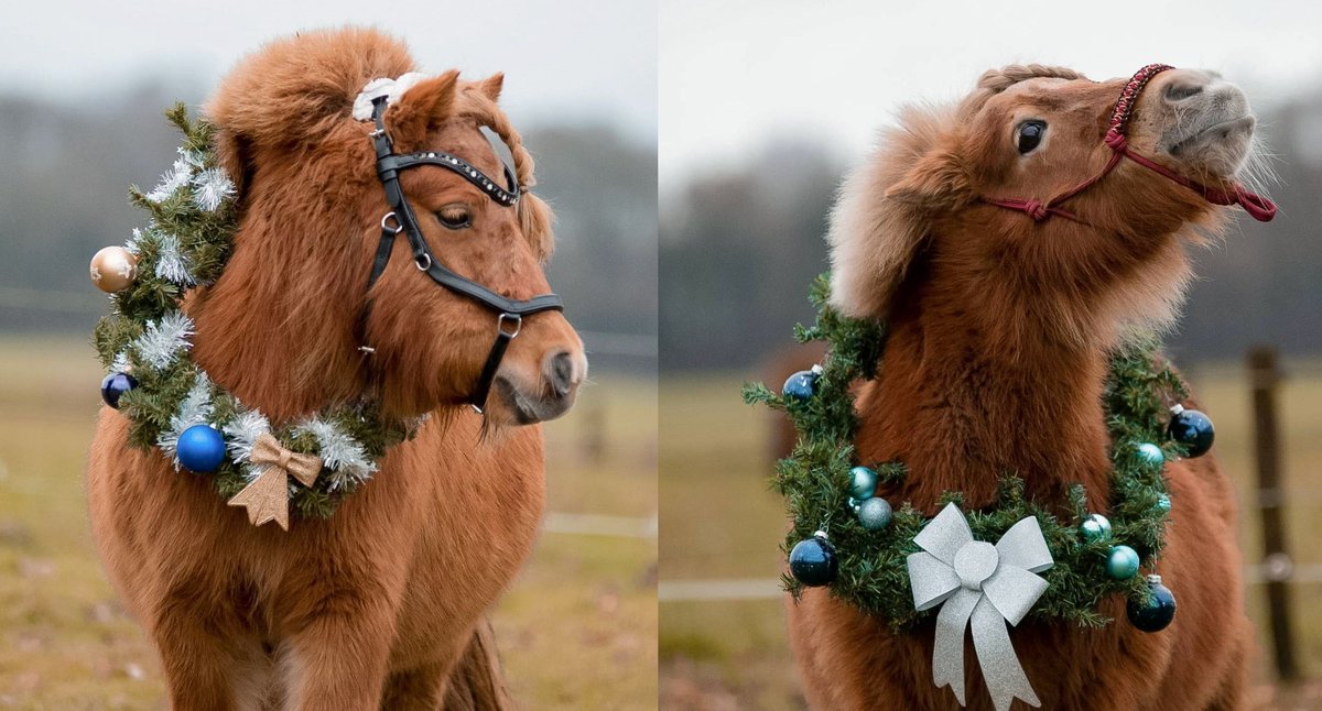 If Santa Klaus is visiting your barn, then these are must haves!
cowgirlmagazine.com/gifts-horses-c…