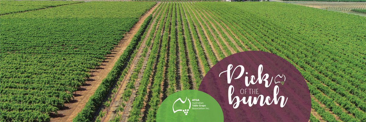 ATGAHortnetwork's tweet photo. Our latest Pick of the Bunch is out now. In it, ATGA welcomes new board members, traceability final report released, vine health, chemical use and Hort Innovation news. This and more here: https://t.co/Gp0wMAKVF9 https://t.co/6xw4IHY1WU