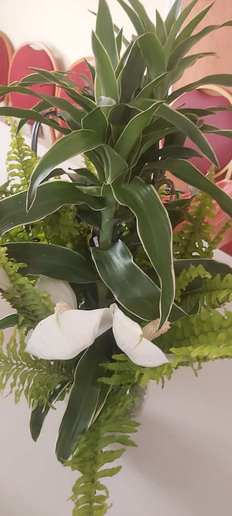 Reachoutreo's tweet photo. #PeaceTables
Front line #WomenPeaceBuilders are appropriating the space - #ThePeaceHouse. @BeatriceTitanji
Visited today with a peace plant, very is symbolic in our community. She visited & planted. #WPS on the move for social cohesion & peace. Together for the better UBUNTU https://t.co/TuXIsC3KhY