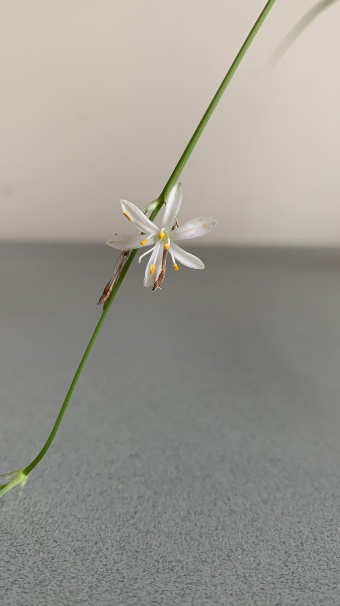 Biol_Dillon's tweet photo. My trusty lab plant decided to flower on the first snowy day 🥀❄️ https://t.co/Dq9JQbNwMv