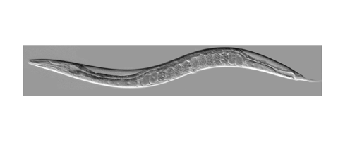 Lasker Foundation (@laskerfdn) on Twitter photo We wish #LaskerAward winner Victor R. Ambros a happy birthday! By studying the microscopic worm #Celegans, he discovered that small RNAs are key regulators of gene expression. <a href="/UMassChan/">UMass Chan Medical School</a> #modelorganism ow.ly/Ak7150CsW9p We wish #LaskerAward winner Victor R. Ambros a happy birthday! By studying the microscopic worm #Celegans, he discovered that small RNAs are key regulators of gene expression. <a href="/UMassChan/">UMass Chan Medical School</a> #modelorganism ow.ly/Ak7150CsW9p