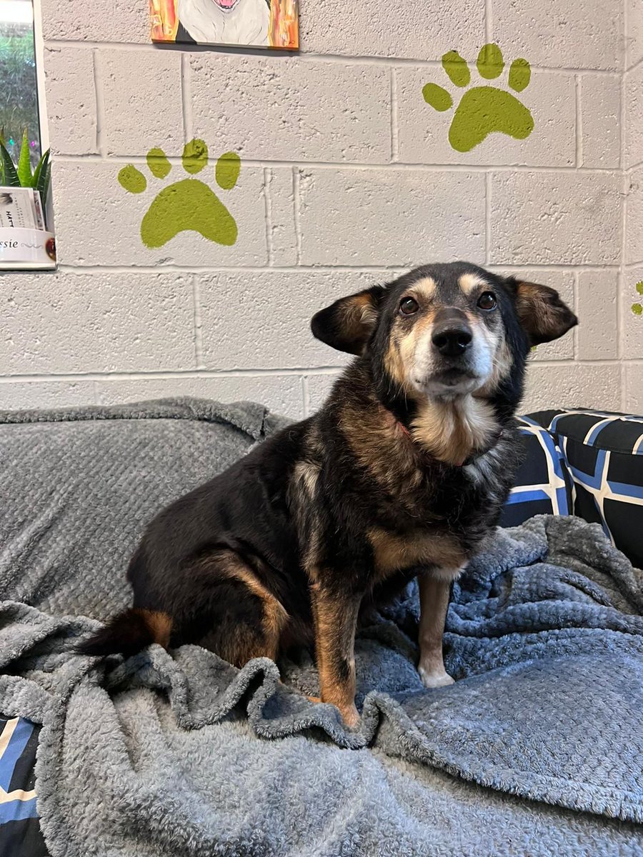 OUR SWEET BOBI - can you make her wish come true?

Bobi is our brave girl who survived life on the streets and beat cancer and she is here in the UK 
and hoping to meet her forever family 👏🏻 Cat tested and loves people and dogs she will make a wonderful companion.💕