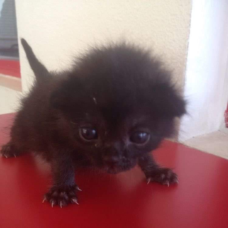 A tiny thief has arrived on your feed. He snatches two dabloons from your pouch and scurries away.