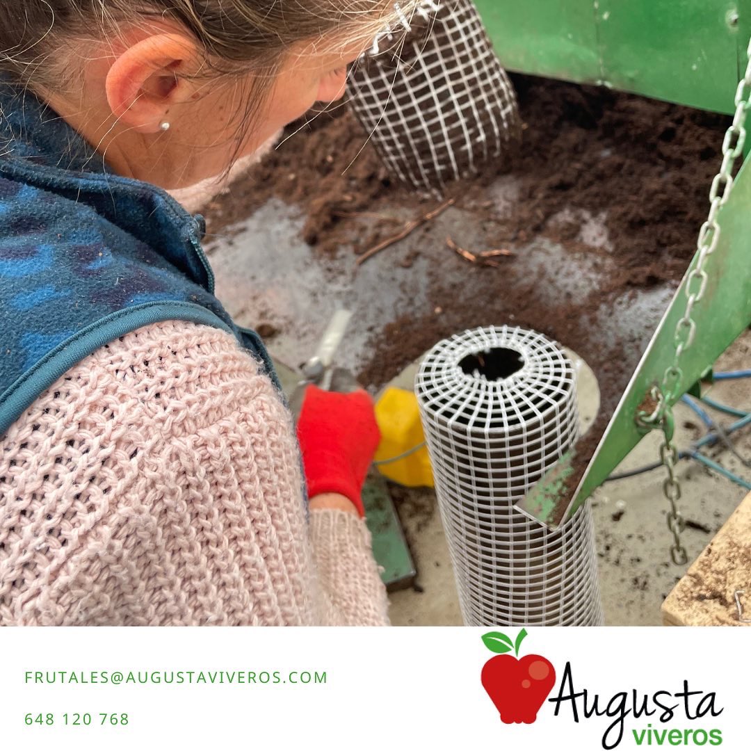 augustaviveros's tweet photo. Todos nuestros #frutales, ya sean en #bolsa o #maceta, se sirven con la base cubierta con malla 

📲 976 885 198 
📧 frutales@augustaviveros.com https://t.co/IFnEaiGxwi