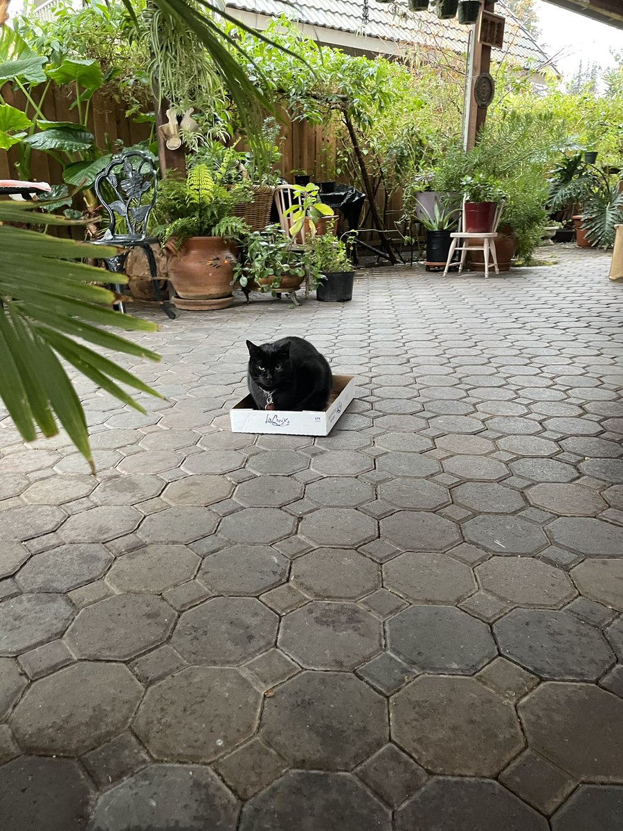 So Mom was throwing this away, but it’s perfect for watching the rain! She said I can have it! 😻 💕 🐈‍⬛ #BulmaCat #CatsOfTwitter #Cats #BlackCatsAreBeautiful #iLoveBox