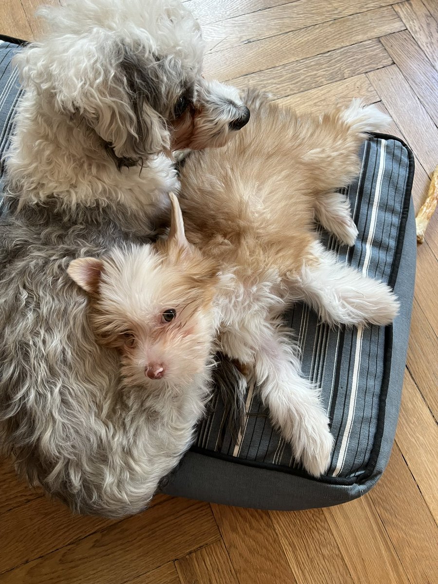 Molly JongFast on Twitter "Old dog, young dog"