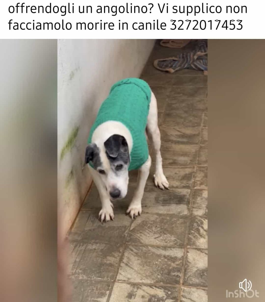 GabriellaBargh1's tweet photo. 15 anni e sempre vissuti in canile. È un
dolcissimo cagnolino ha avuto un ictus 
x questo tiene la testina storta. Vi prego aiutiamo a trovare una famiglia che gli possa offrire tanto amore e calore https://t.co/T20klSg9vM