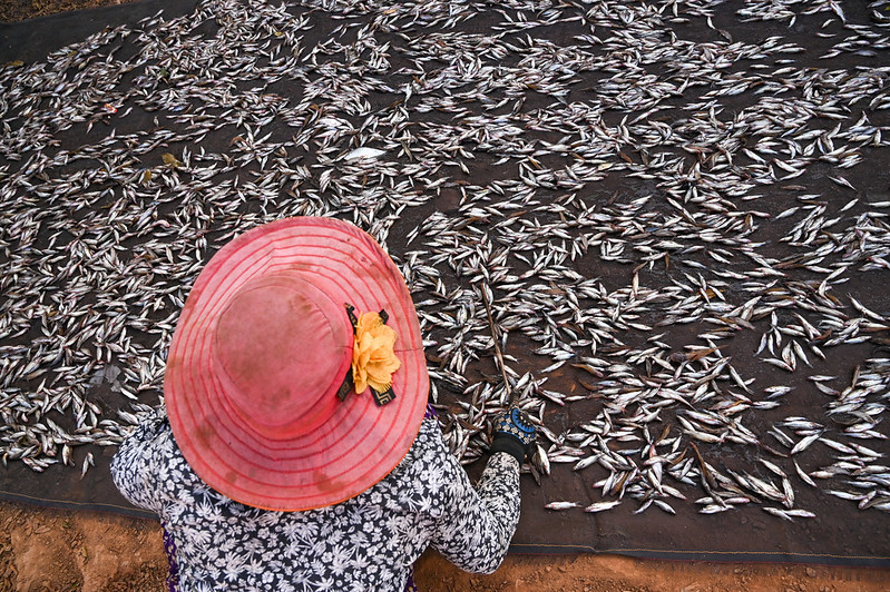 Small fish (both freshwater and marine) are some of the most nutrient-dense and give the most bang for your💵. Good for people and 🌎

Check out our new paper here: rdcu.be/c0OwM