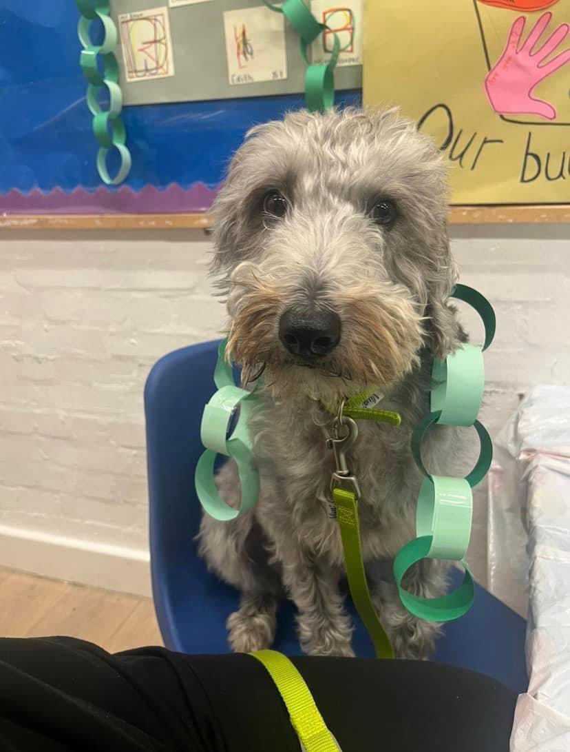 🎄 Dougie had lots of fun helping Tudor Tea decorate their Christmas tree and make some paper chains! 🎄