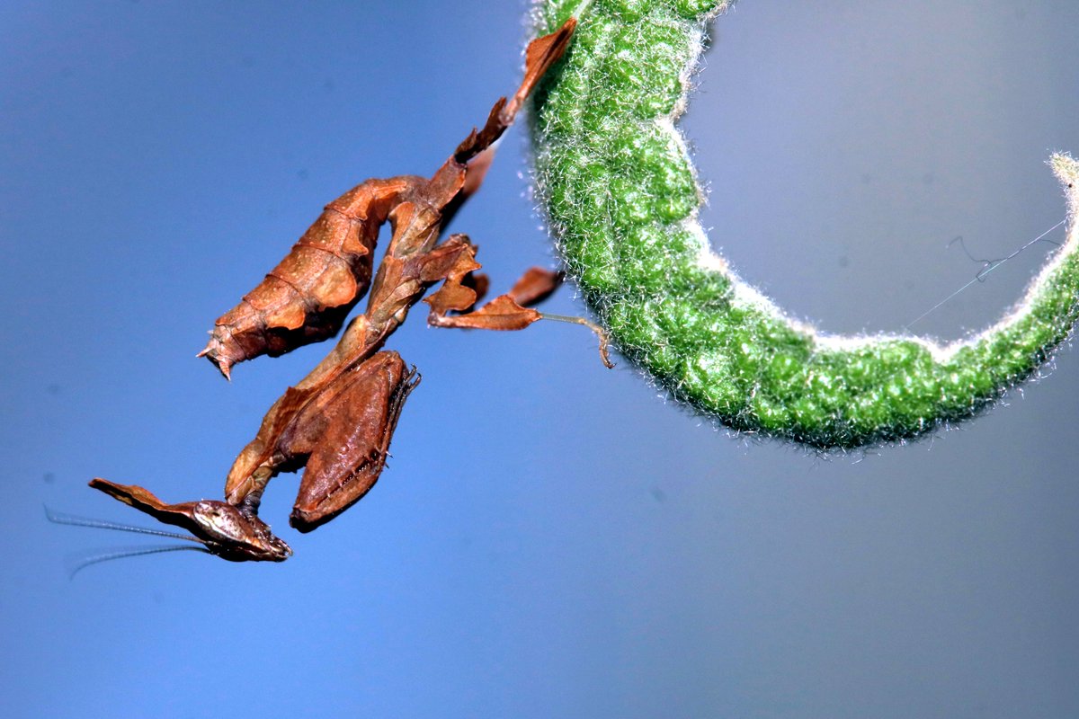 AP_drapic's tweet photo. Si vous avez de bons yeux, vous trouverez peut-être les nymphes de mantes fantôme (#Phyllocrania paradoxa) en liberté à l'#Insectarium #Mantodea #Hymenopodidae @EspacePourLaVie https://t.co/upfSp5tYTT