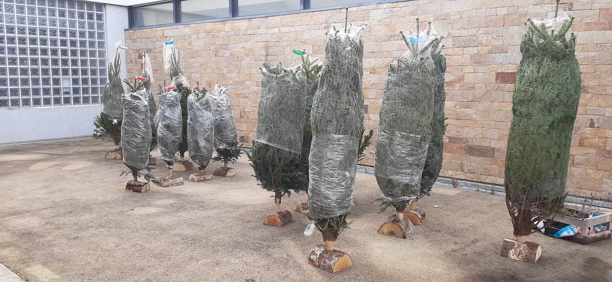 16 sapins vendus aujourd'hui et demain. Merci aux familles permettant au FSE de récupérer 30% des ventes ! Et c'est sympa ds un collège !