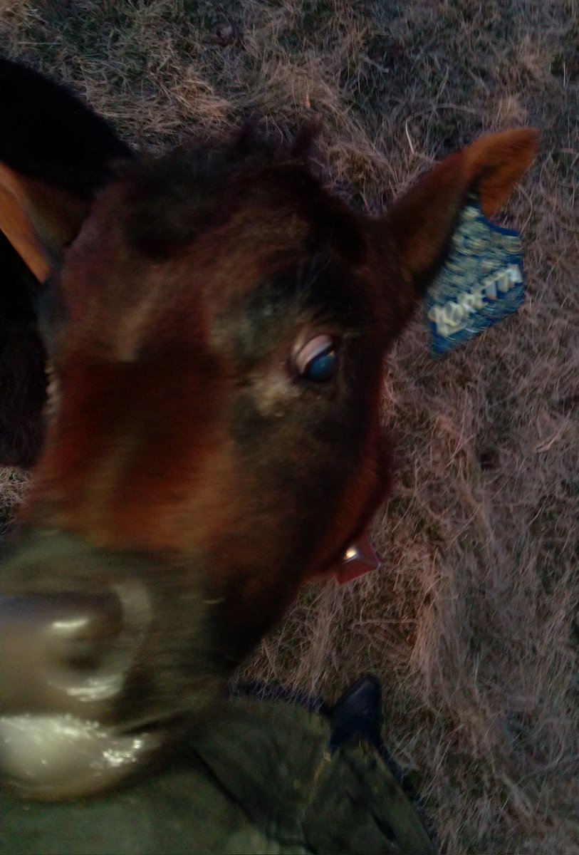 Zombi_Rot's tweet photo. The chances of a cow eating you are low, but never zero https://t.co/OdgT84Q0jz