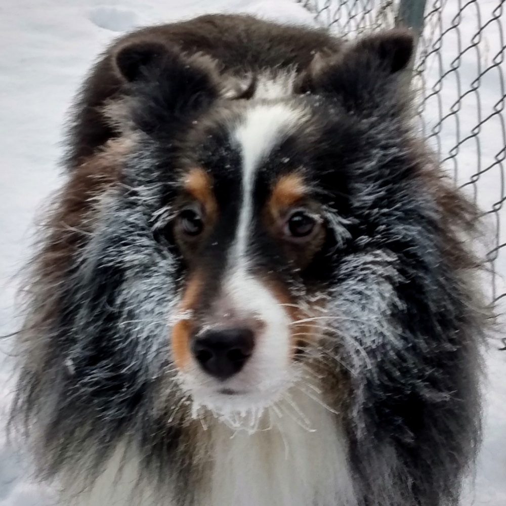 TuckTuckPup's tweet photo. Iceskara https://t.co/uy3WPqkQAN