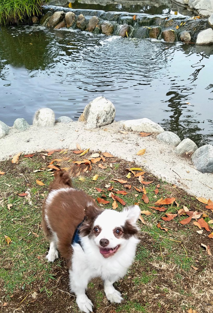 CharliePawsUp's tweet photo. Looky pals!😍
Mama found a supa nice park 1 mile from our new place! It haz ponds wif duckies &amp; turtles &amp; lots of twisty Sycamore trees for Pee-Mails! I wuv it!
AND
📢 Mama bought 160 pounds of Holiday fabrics!! Holiday Bandanas in a few days!😁♥️🐶
RETWEET🙏
#dogsoftwitter #ZSHQ https://t.co/eKTbw88e58