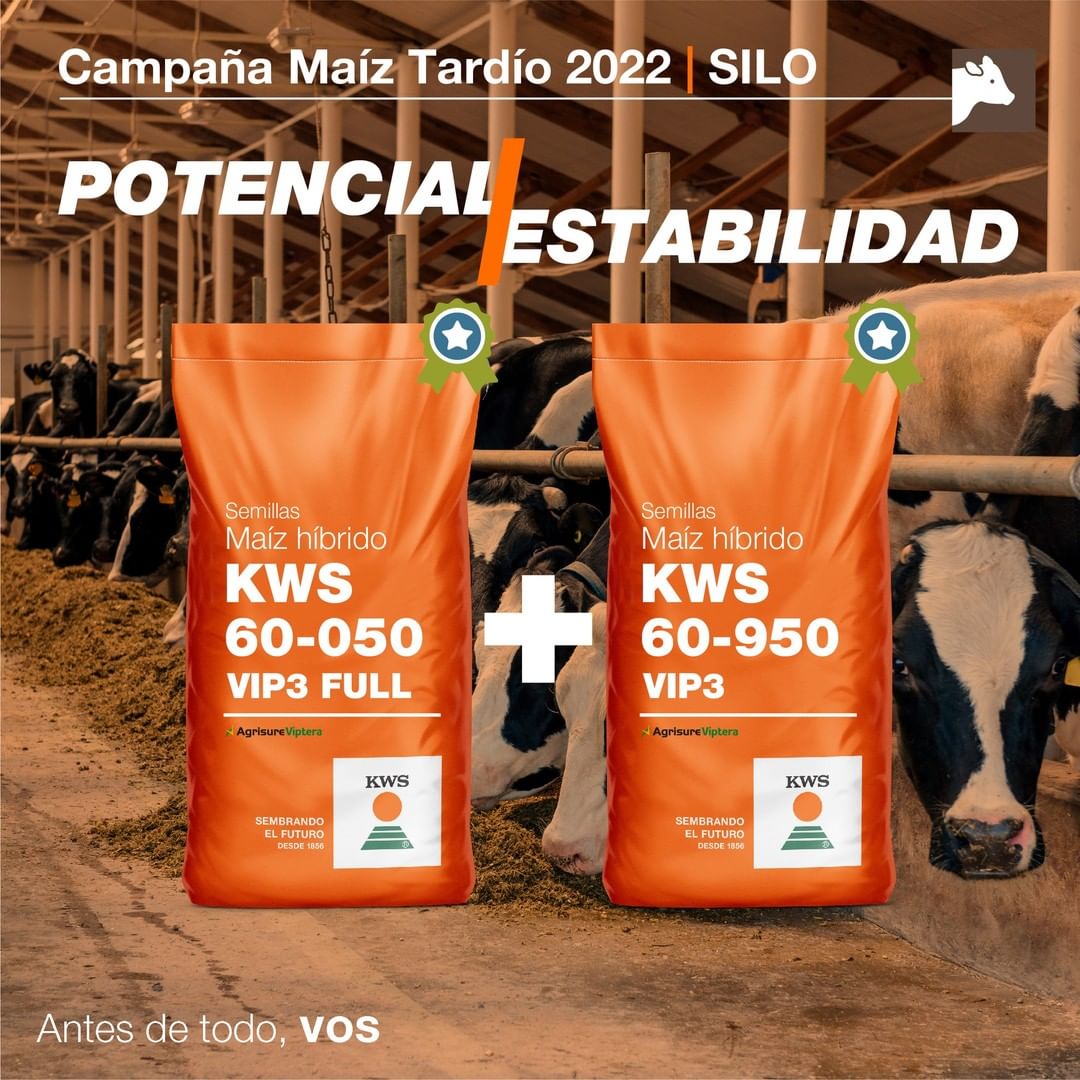 GroupRizoma's tweet photo. Nuestro #AliadoRizoma @KWS_Group y su KWS 60-050 VIP3 FULL, brinda el híbrido con mayor potencial y producción de materia seca digestible, permitiendo una producción de más leche y más carne por hectárea. ¿Buscas maíces con potencial y estabilidad? ¡🌽KWS 60-950 VIP3! https://t.co/nG6k53DCWW