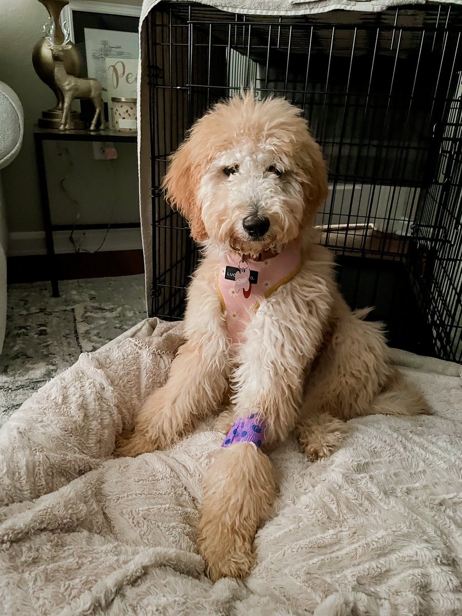 HurleyEvan's tweet photo. @PFTCommenter Penny had to go to the vet today during #VeryGoodThursday https://t.co/YwpUWT2coU