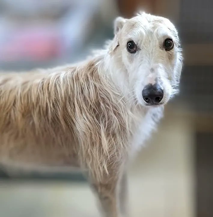 Benji is seeking a forever home without cats and with people to whom he can stick like velcro.  galtx.org/hound/benji/  #Sighthounds #AdoptableDogs