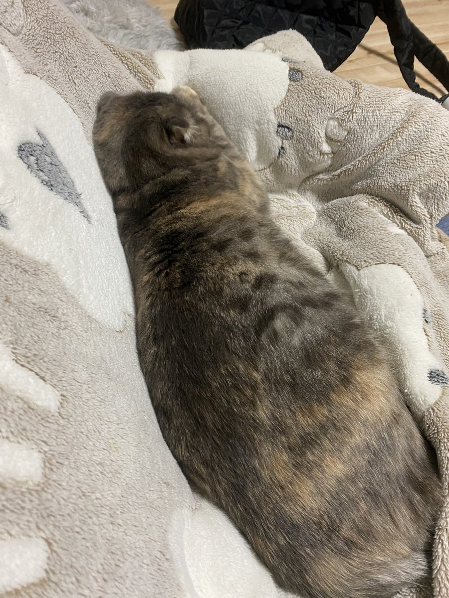 ganmotyan's tweet photo. 猫は液体 https://t.co/6HZml8cjB2