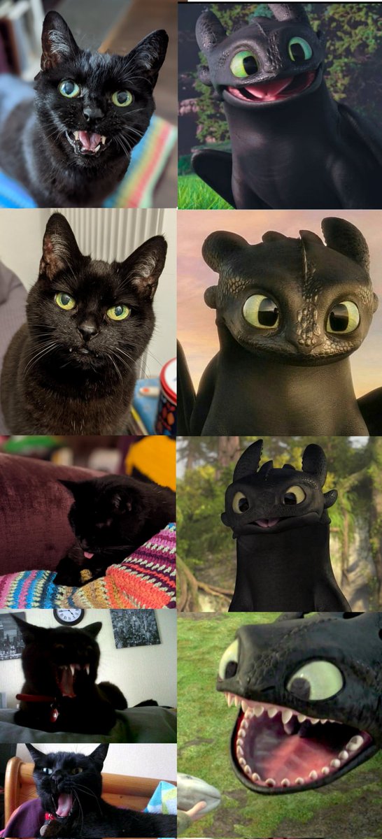 Millie AKA Toothless

Just short of 20yrs old our Millie has left us. We will miss our Toothless, shouting HOWOOOOOOO down the stairs to us. She had never been ill, outlived all her kittens and went peacefully while still purring, clinging like a parrot over my partner's shoulder