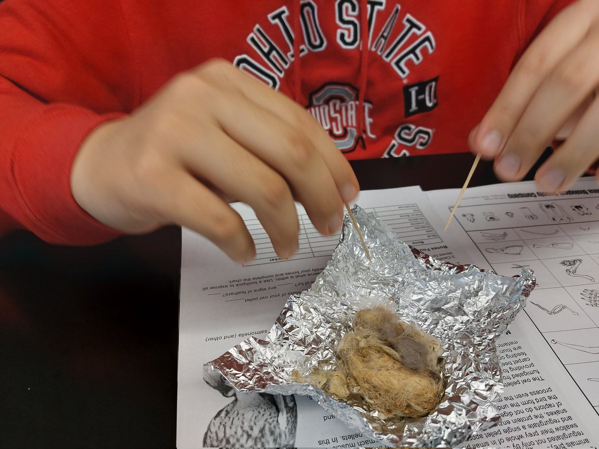 AvesBioClub's tweet photo. We had a great time today dissecting owl pellets! It was very fun to find all the tiny bones inside. Thank you to everyone who participated and to @RAPTORIncOhio for providing the pellets! https://t.co/atp3RijVGz