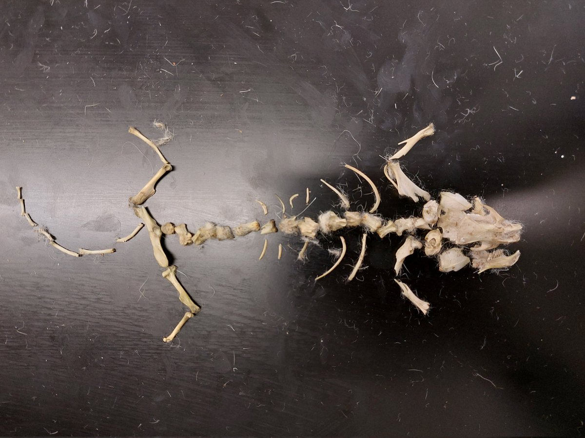 AvesBioClub's tweet photo. We had a great time today dissecting owl pellets! It was very fun to find all the tiny bones inside. Thank you to everyone who participated and to @RAPTORIncOhio for providing the pellets! https://t.co/atp3RijVGz