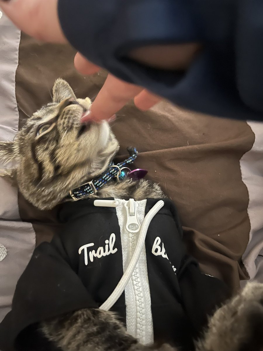 LaurenBolopue's tweet photo. Finally the Cody hoodie fits Coraline!
(It’s also really hard to take a pic of a moving kitten) #catforce https://t.co/6NgZL1LD7S