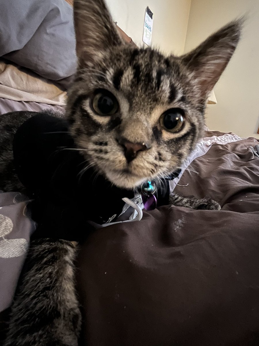 LaurenBolopue's tweet photo. Finally the Cody hoodie fits Coraline!
(It’s also really hard to take a pic of a moving kitten) #catforce https://t.co/6NgZL1LD7S
