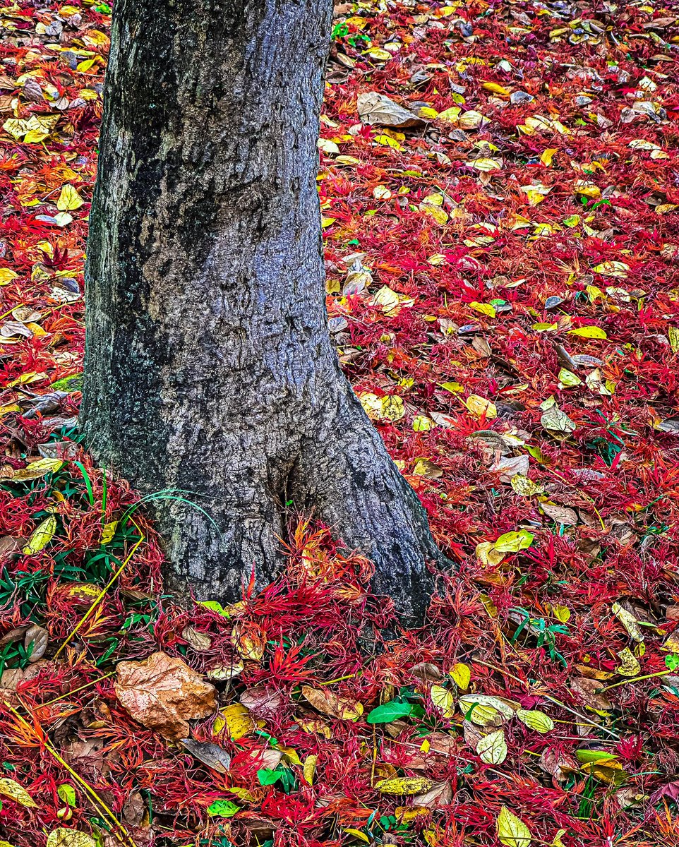 ruben_corella's tweet photo. #Autumn #otoño #Autumnleaves #fall #redlandscape #paisajedeotoño #falltime #December #bosques #parques ,#fridaymood #FridayFeeling #FridayVibes #forest #finde #falllover #coloresdeotoño https://t.co/MrAi0q6nSG