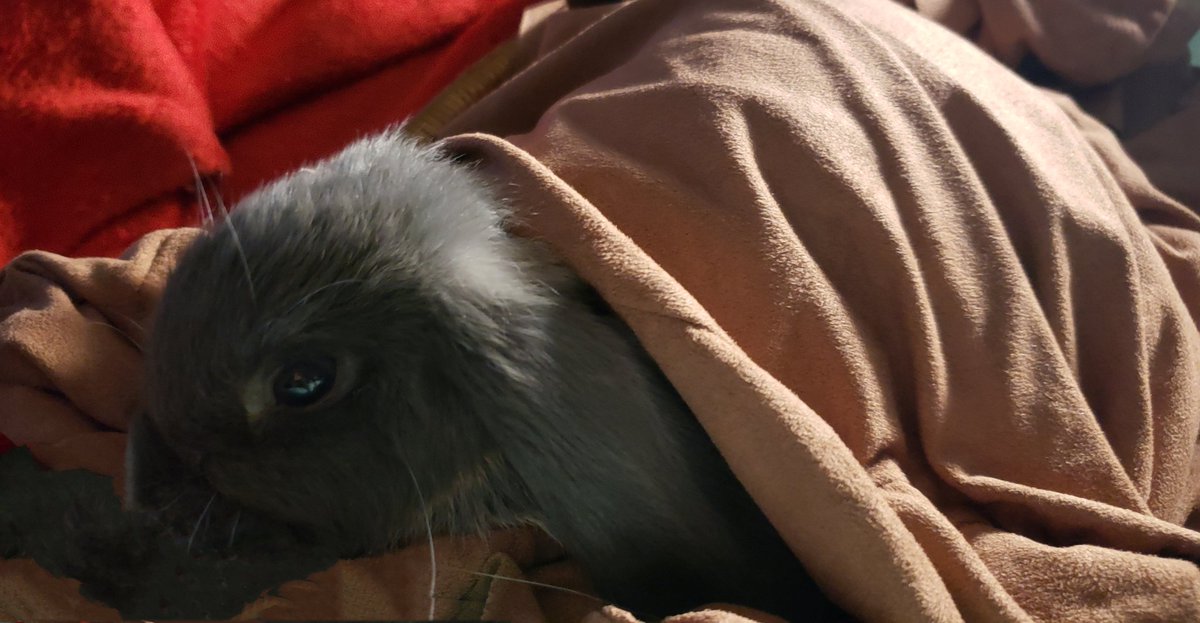 ragamuffin_0_0's tweet photo. Chihiro #holandlop #holandloprabbit #smallpet #rabbit #bunnyrabbit #bunny #bunnygirl #greyrabbit #iloverabbits #bunnies #Bunniesใจ็นใใใใ #BabyRabbit https://t.co/kbteO6iEwK