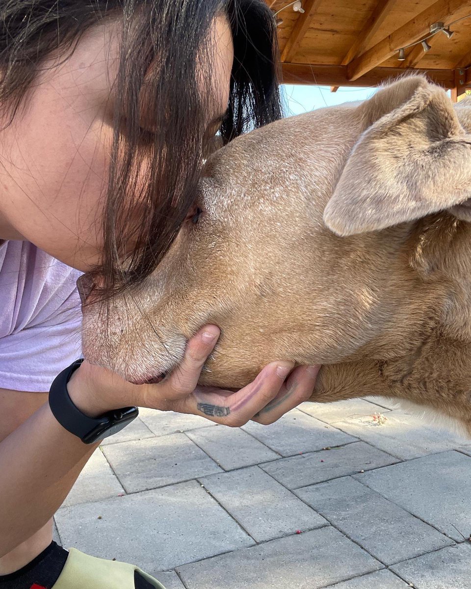 tallredpanda's tweet photo. My old lady Paul crossed the rainbow bridge on Tuesday evening 🥹🥹🥹😭 I still think I hear you sighing in the corner  🥹❤️ 16yrs old https://t.co/svL1UbsHwU