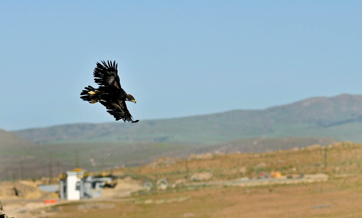 Our scientists recently provided comments to the U.S. Fish and Wildlife Service on the proposed rule Permits for Incidental Take of Eagles and Eagle Nests. Head to our website to hear our take on using eBird data to estimate Golden Eagle populations: hawkwatch.org/our-work/track…