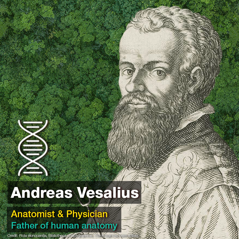 ComputerLunch's tweet photo. Andreas Vesalius is considered by many to be the father of modern human anatomy. He was one of the first physicians to use dissection to examine the internal structures of the human body, an approach that was controversial at the time. #GreatScientists https://t.co/vTG7uztNUy