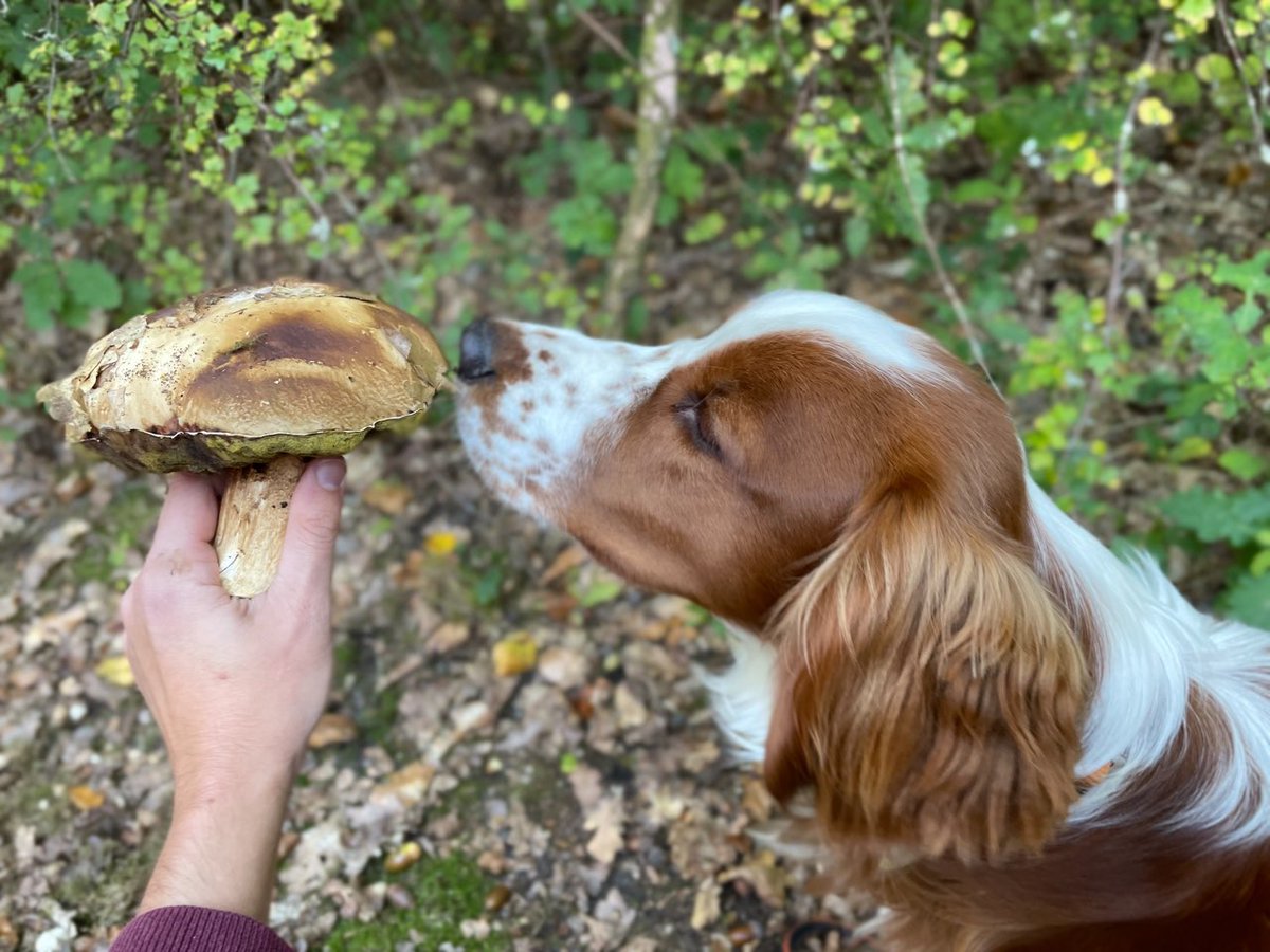 oliverlindecke's tweet photo. Reflecting on quite a tasty November @UniOldenburg, #mushrooms every where on campus. With #CeltOnCampus #labdogs https://t.co/q38xwf1Lrc
