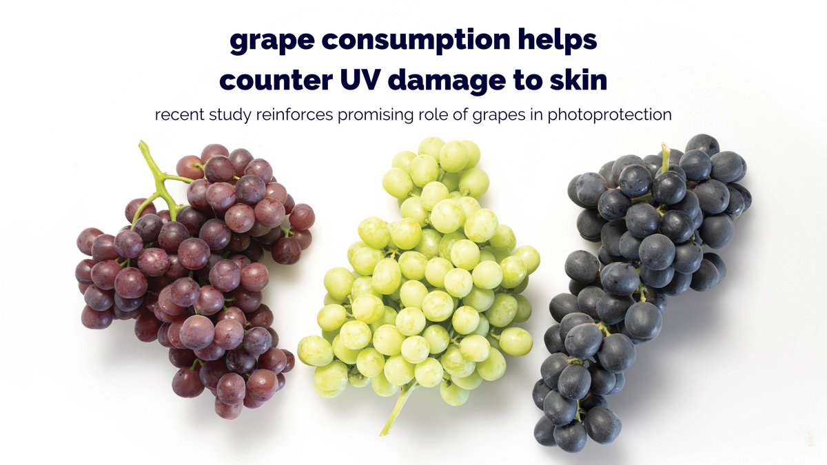 GrapesfromCA's tweet image. Follow the link below to learn about a recent human study published in the scientific journal Antioxidants which found that consuming grapes protected against UV damage to the skin.

bit.ly/3B3PRut