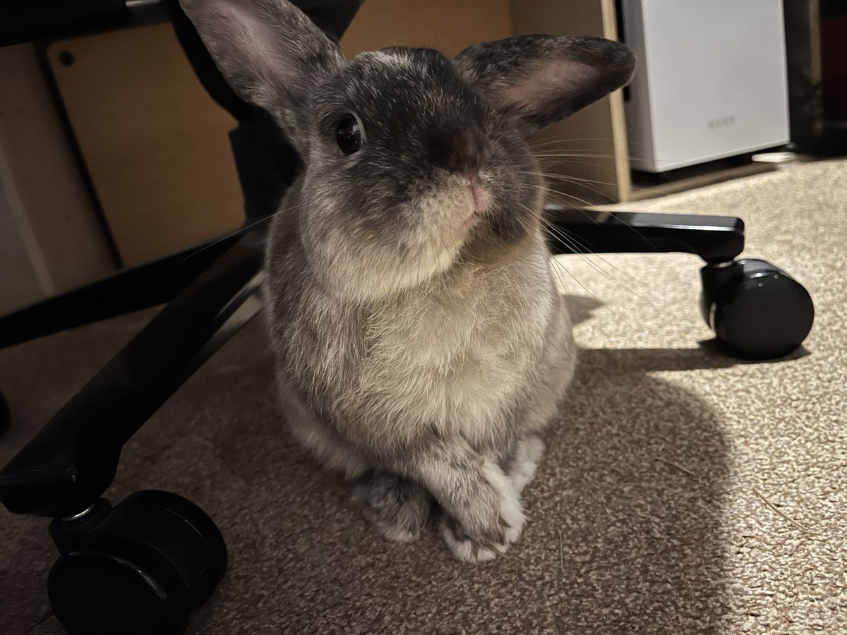 Oreo_The_Rabbit's tweet photo. I is posing for the camera 😁🐰❤️ https://t.co/PL770TsoBF