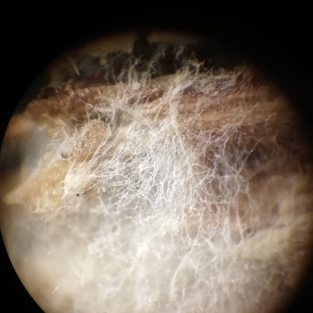 Capturing some fungal mycelium, the microbial superhighway! instagr.am/p/Clo_DaRIFFG/