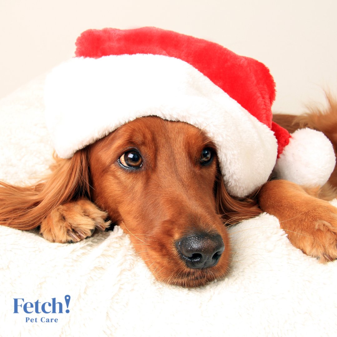 FetchPetCare's tweet photo. Can you believe it’s already December!? With all the running around you still have to do for the holiday season, let us take one thing off your plate! Schedule a walk with Fetch! Pet Care. We love ‘em like you do! #Fetch #PetCare #DogWalking #PetSitting #PetTaxi https://t.co/MrafgcLV3g