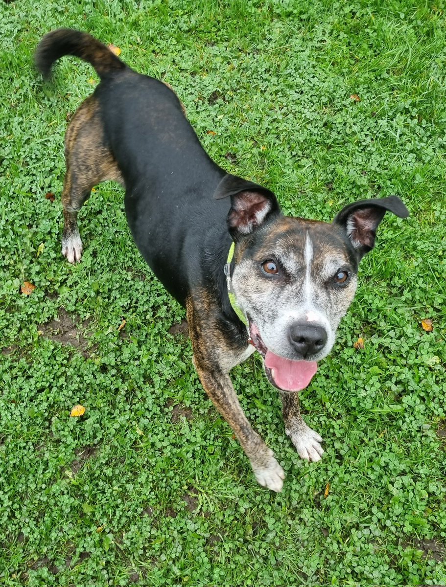 #forgottensoulshour beeyootiful brindle boy on the lookout for a five star ⭐️ fabulous forever home plz RT #Hughie #TeamZay <a href="/handsomehughie/">Handsome Rehomed Hughie aka HRH</a>