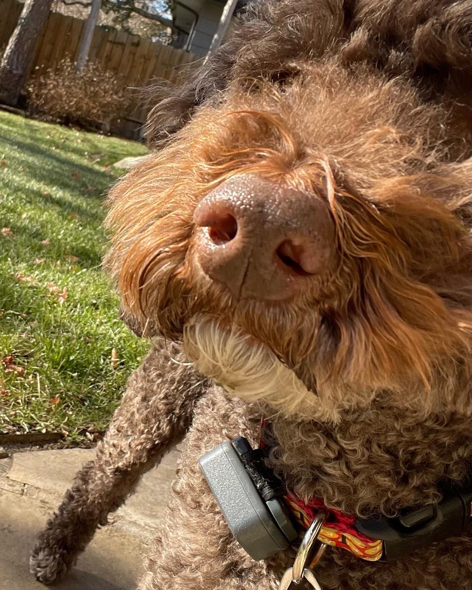 dawn tush tweet media