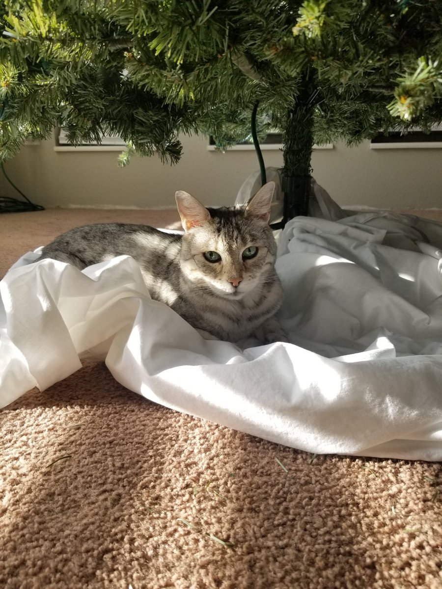 FinneyCarpQuest's tweet photo. Officially the start of the Christmas season, Andromeda in her favorite spot under the tree !

#bengalcat #CatsOfTwitter https://t.co/FXD8mEzuEw