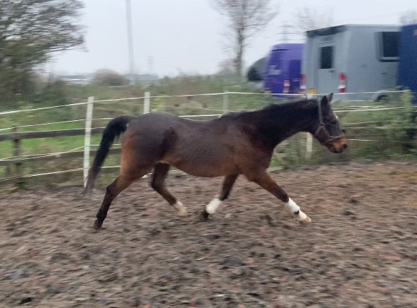 Oh Gilbert! 🤩 

33 years old and he trots around like this!! No NSAIDs just @nafuk #SuperflexSenior! Maybe the old dude fancies coming out of retirement?? 🤔 😂 

#Horses #VeteranPony #WinterWoolies @aponyhour @HorseChatHour