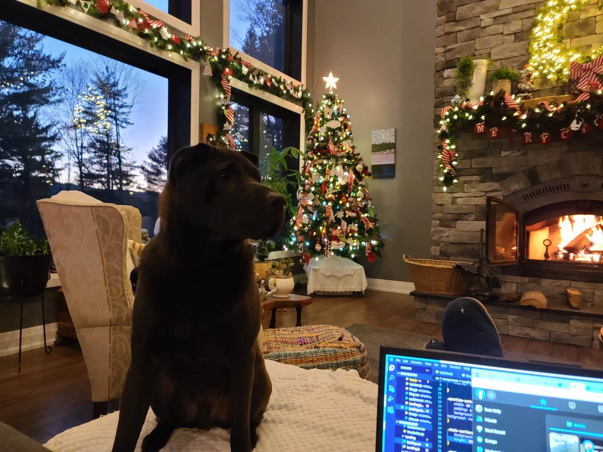 brok3turtl3's tweet photo. Home alone with my boy Fergus - Cozy coding night coming up!

#relaxing #coding #webdevelopment #dogswhocode https://t.co/r0GhNzQc7D