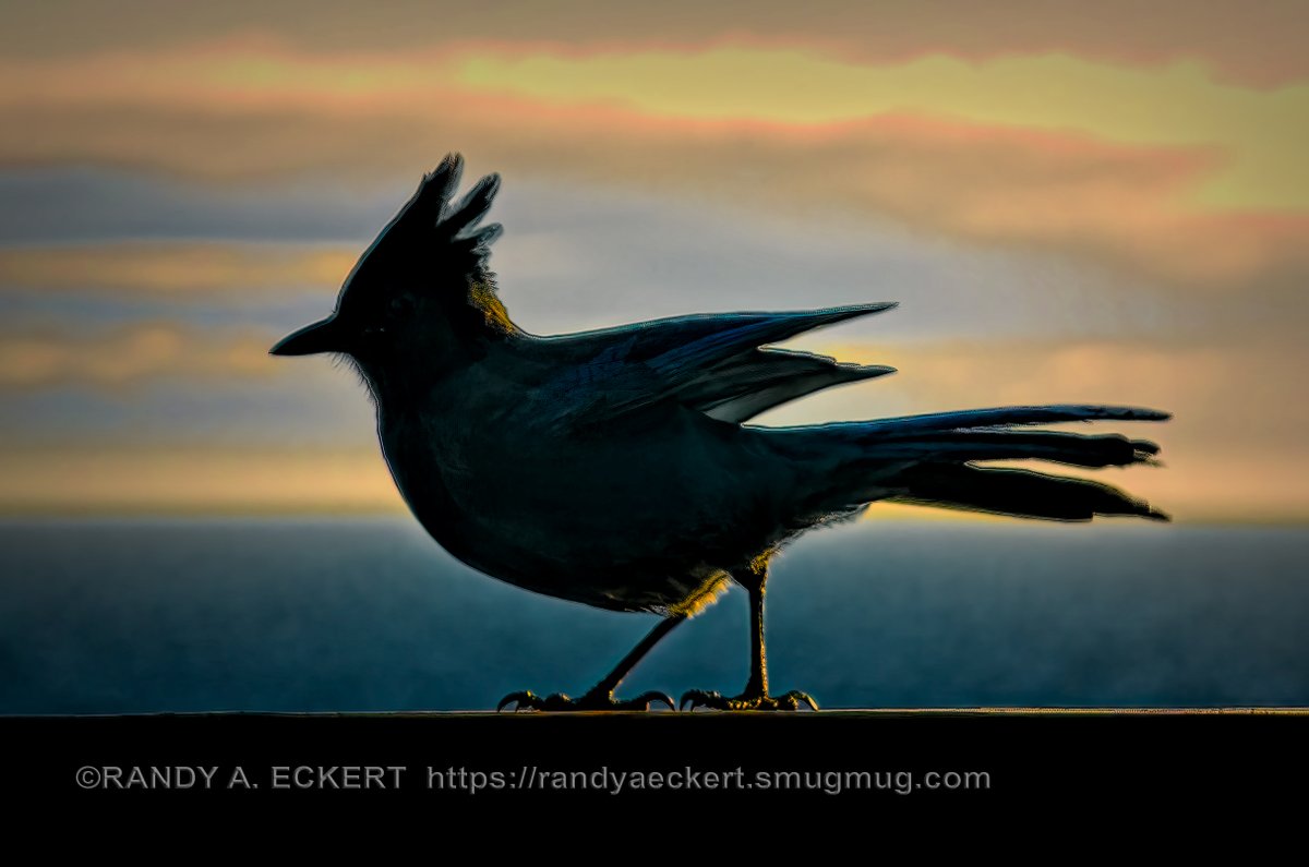 randyaeckert's tweet photo. Sunset at Point No Point, Vancouver Island BC with a Steller Jay at Sunset.
#poinnopoint #stellerjay #birds #bluejaybird #bluejay #bird #bluejays #bluejaysofinstagram #birdsofinstagram #nature #birdphotography #wildlife #naturephotography #birdlovers #wildlifephotography https://t.co/TjYdxBrs5M