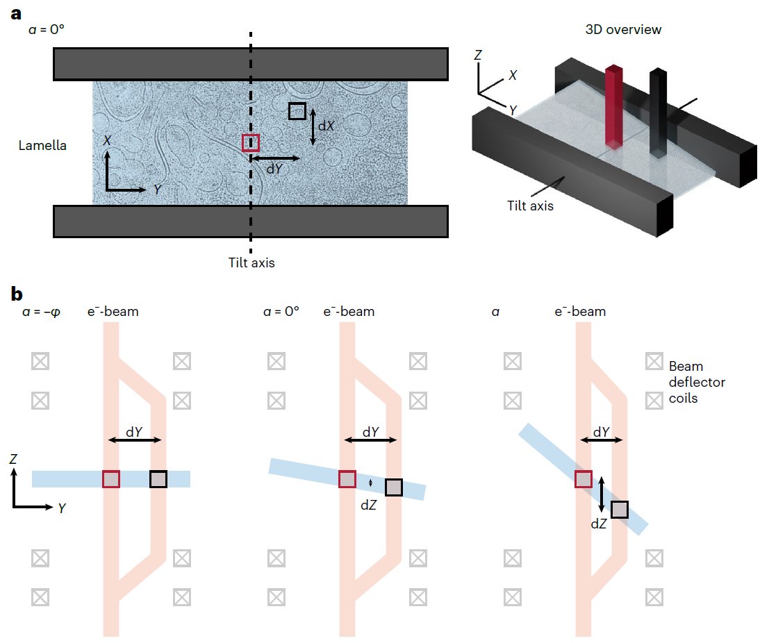 The #PACEtomo paper is now published rdcu.be/c0OxR📜🥳 Since the preprint, @EisFabian made quite a few improvements and added new scripts for tilt axis offset and sample geometry measurement.🔬🧑‍💻 Thanks to the reviewers for their helpful suggestions!🤓🛠️🙂👍