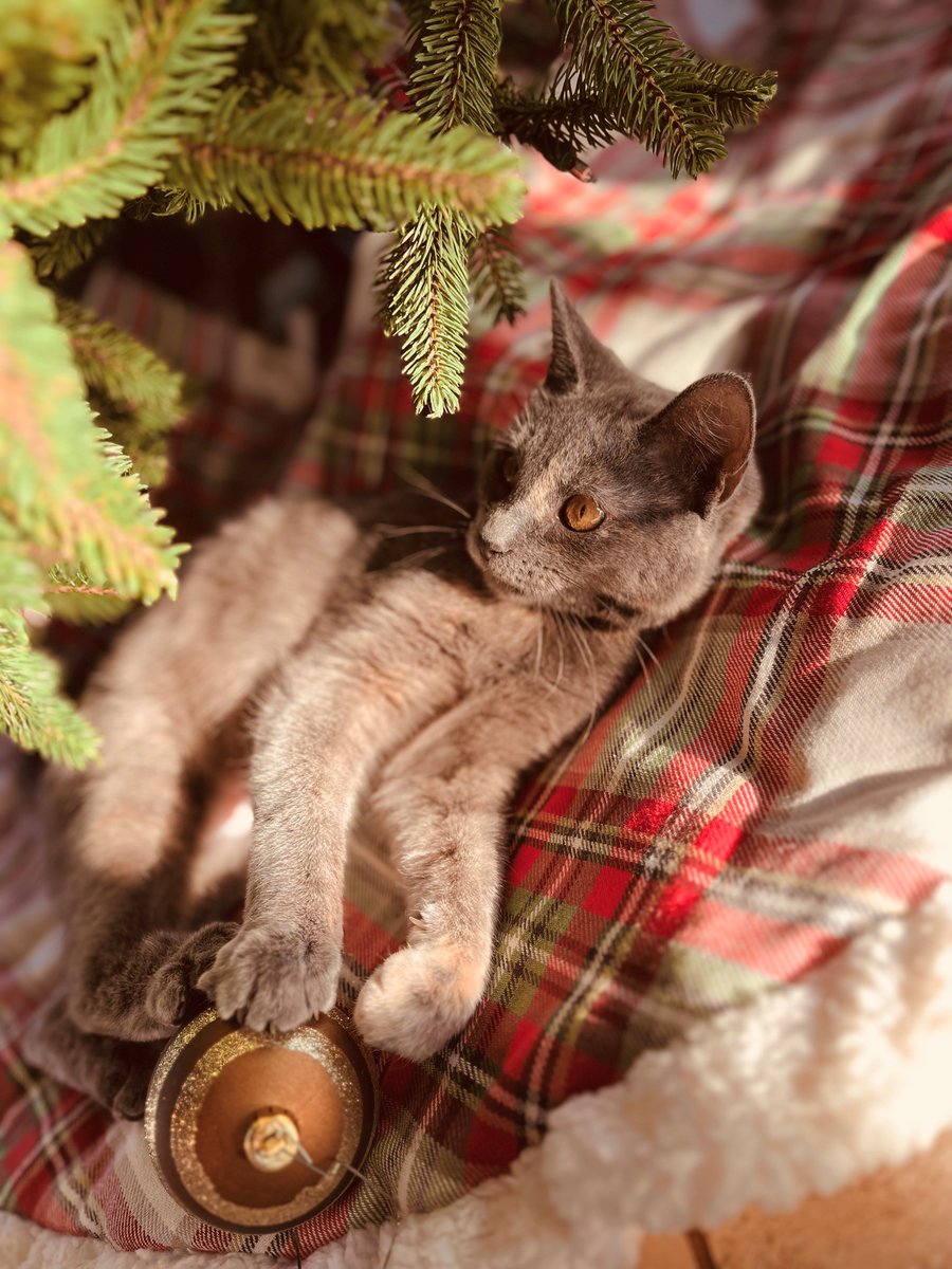 graniterra's tweet photo. The Graniterra christmas tree is up just in time for National Christmas Lights Day!

Callie's first Christmas is just around the corner and she's running around the showroom, playing with all the decorations she can get her paws on!
#stl #cat #kitten #officecat #rescue #greycat https://t.co/HCZq3wtCsX