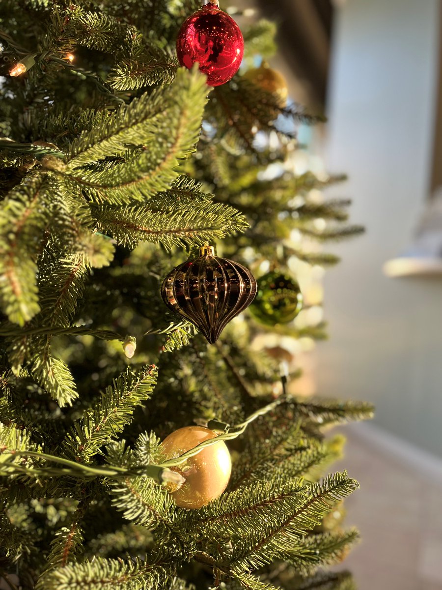 graniterra's tweet photo. The Graniterra christmas tree is up just in time for National Christmas Lights Day!

Callie's first Christmas is just around the corner and she's running around the showroom, playing with all the decorations she can get her paws on!
#stl #cat #kitten #officecat #rescue #greycat https://t.co/HCZq3wtCsX